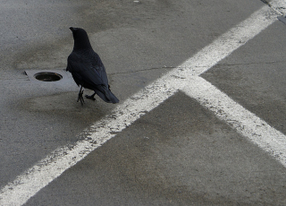 Illustration for article titled How did crows develop a social safety net?
